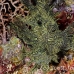rhinopias_lacy_crci_mb_h_0353_png3286.jpg
